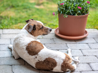 Twelve-year old Danish Swedish Farmdog resting. This breed, which originates from Denmark and southern Sweden is lively and friendly.