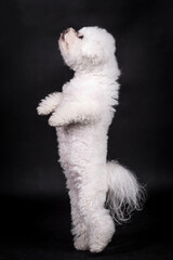 portrait of the Bichon Frise Dog
