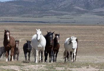 Wild Horses in Spring in the Utah Desert