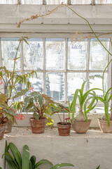 The beautiful old Danish greenhouse