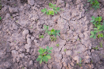Toned photo young seedlings of peanut plants growing on clay soil on traditional farm land in countryside Vietnam