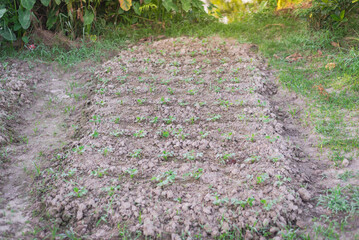 A trench with row of young seedlings peanut plants growing on clay soil on traditional farm land in...
