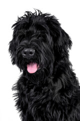 Naklejka na ściany i meble The portrait of black Giant Schnauzer Dog