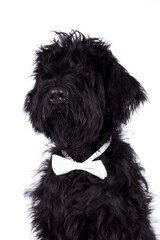 The portrait of black Giant Schnauzer Dog