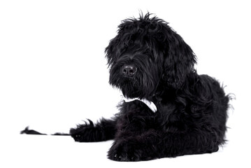 The portrait of black Giant Schnauzer Dog