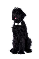 The portrait of black Giant Schnauzer Dog