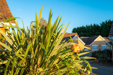 Large New Zealand Flax seen in a front garden in a private housing area. The house is located in a...