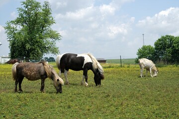 Fototapeta premium horses in the field