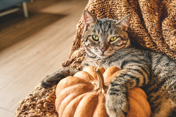 Cute tabby cat with pumpkin. Gray kitty resting with pumpkin on wicker chair with woolen blanket....