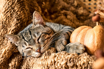 Cute tabby cat with pumpkin. Gray kitty sleeping hugging with pumpkin on wicker chair on woolen blanket. Fall mood, autumn vibes. Thanksgiving day.