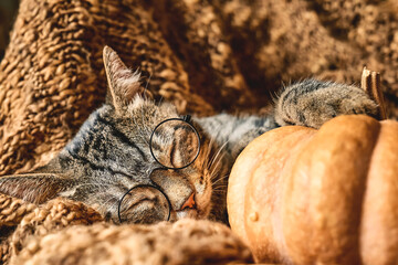 Cute tabby cat with pumpkin. Gray kitty sleeping hugging with pumpkin on wicker chair on woolen blanket. Fall mood, autumn vibes. Thanksgiving day.