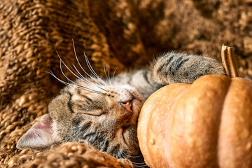 Cute tabby cat with pumpkin. Gray kitty sleeping hugging with pumpkin on wicker chair on woolen...