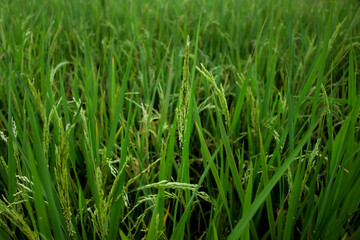 Fototapeta na wymiar Indonesian rice fields planted with rice. Afternoon atmosphere