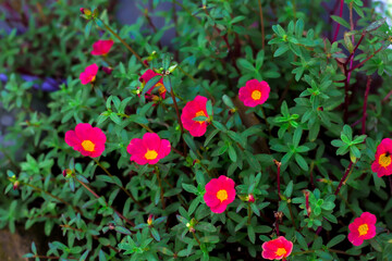 A Pink flowers in the wild.