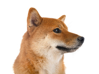shiba inu in studio