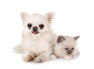 Obraz premium birman kitten and chihuahua in studio