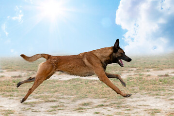 training of belgian shepherd