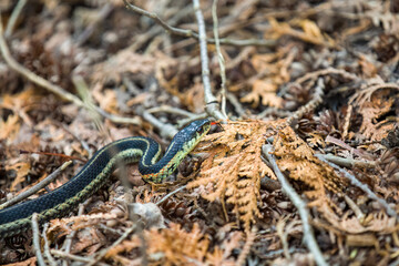 An Eastern Garter Snake slithering along a hiking path in Ontario.