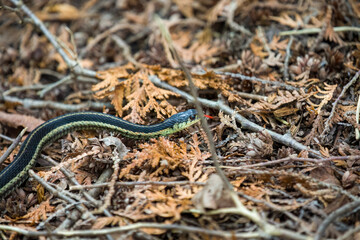 An Eastern Garter Snake slithering along a hiking path in Ontario.