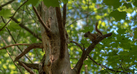 Écureuil dans un arbre, forêt Canada 