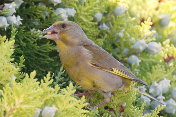 Retrato de pajaro