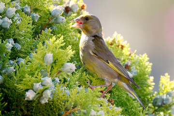 Retrato de pájaro