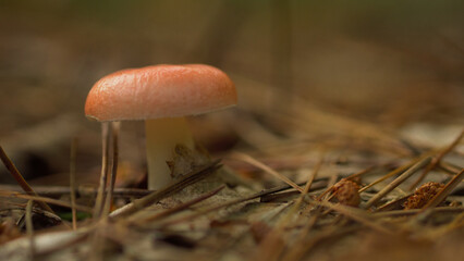 Champignon, forêt Canada 