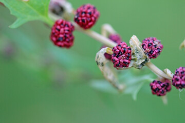 Erdbeerspinat in der Blütezeit