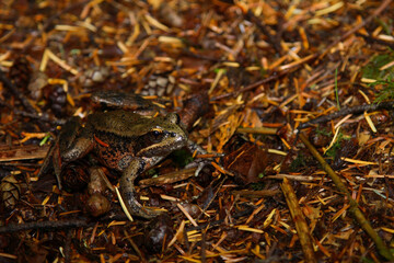 Kröte / Toad / Bufo
