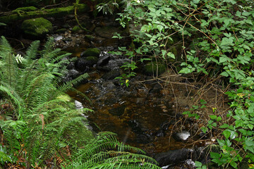 Küstenregenwald - Sunshine Coast - Kanada / Coastal Rainforest - Sunshine Coast - Canada /