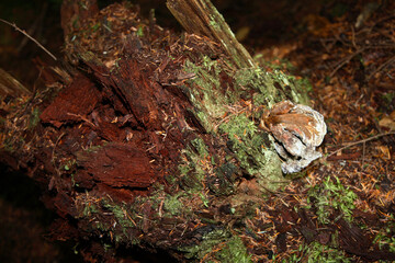 Küstenregenwald - Sunshine Coast - Kanada  / Coastal Rainforest - Sunshine Coast - Canada /