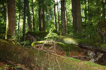 Küstenregenwald - Sunshine Coast - Kanada  / Coastal Rainforest - Sunshine Coast - Canada /