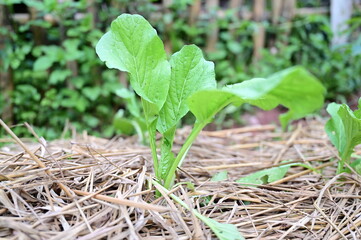Cantonese tree vegetables have fresh green leaves Organically grown in vegetable plots where the land is covered with dry straw. Lettuce cantonese are commonly used in cooking.
