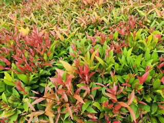 Young shoots of bush plant with red, orange and green leaves of Australian Rose Apple or named...