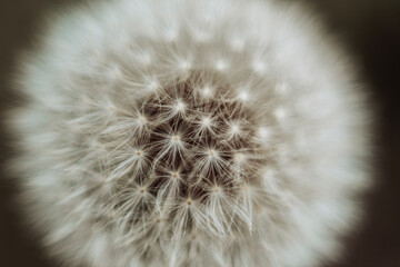 dandelion seed head