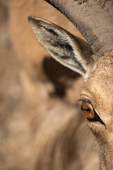 close up of a male impala