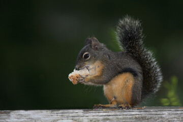 Westliches Grauhörnchen / Western gray squirrel / Sciurus griseus