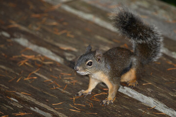 Westliches Grauhörnchen / Western Gray Squirrel / Sciurus griseus