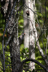 Haarspecht / Hairy Woodpecker / Picoides villosus.