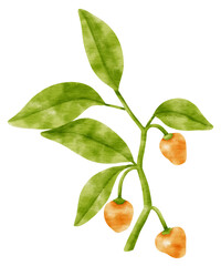 Branch of chili pepper watercolor style Decorative Element