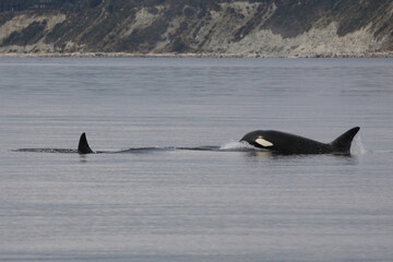 Schwertwal - Orca / Killer whale / Orcinus orca © Ludwig