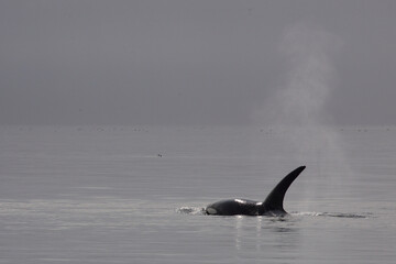 Schwertwal - Orca / Killer whale / Orcinus orca © Ludwig