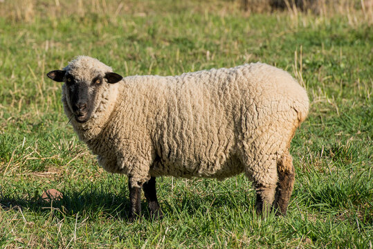 Animal