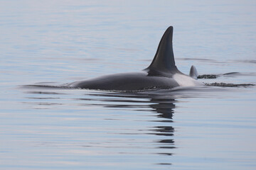 Schwertwal - Orca / Killer whale / Orcinus orca © Ludwig