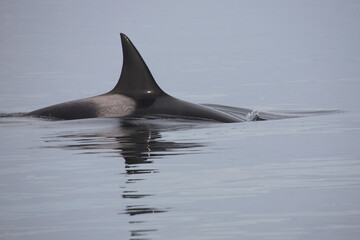 Schwertwal - Orca / Killer whale / Orcinus orca © Ludwig