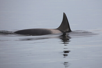 Schwertwal - Orca / Killer whale / Orcinus orca © Ludwig