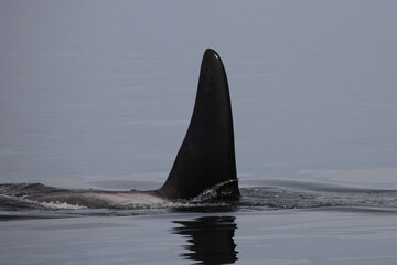 Schwertwal - Orca / Killer whale / Orcinus orca © Ludwig