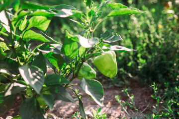Sweet green pepper on a bush in the garden