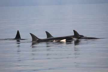 Schwertwal - Orca / Killer whale / Orcinus orca