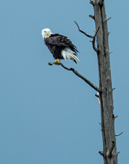 Bald eagle perched on branch of dead tree